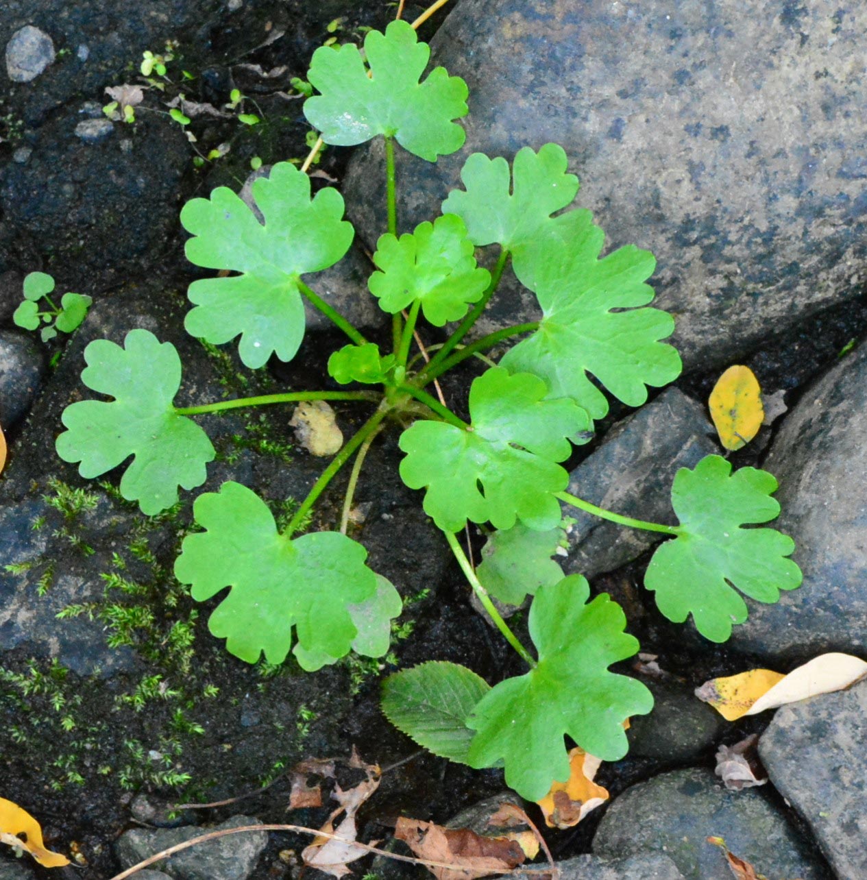 Cursed Crowfoot Plant