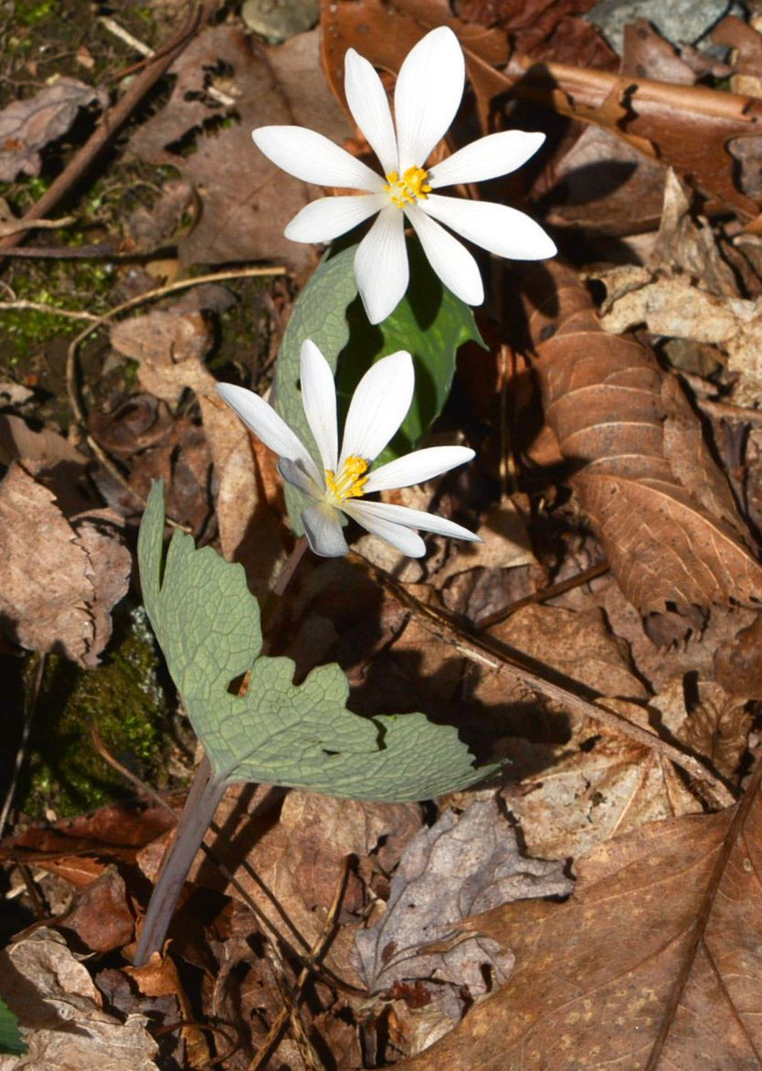 Bloodroot in flower