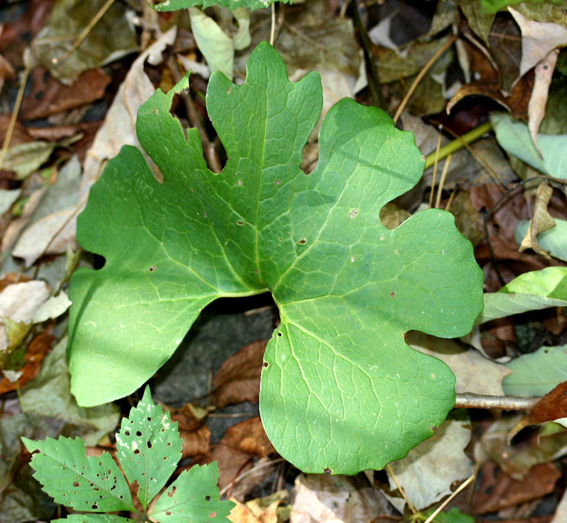 Mature Bloodroot leaf