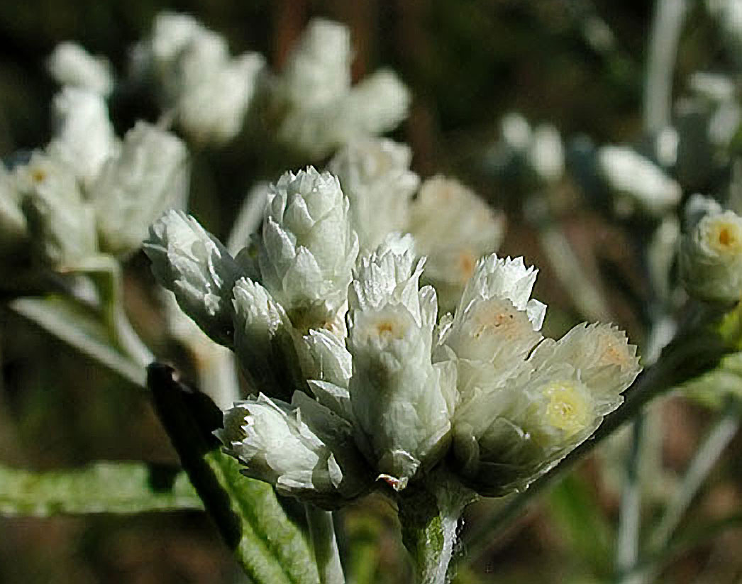 Sweet Everlasting Flower head