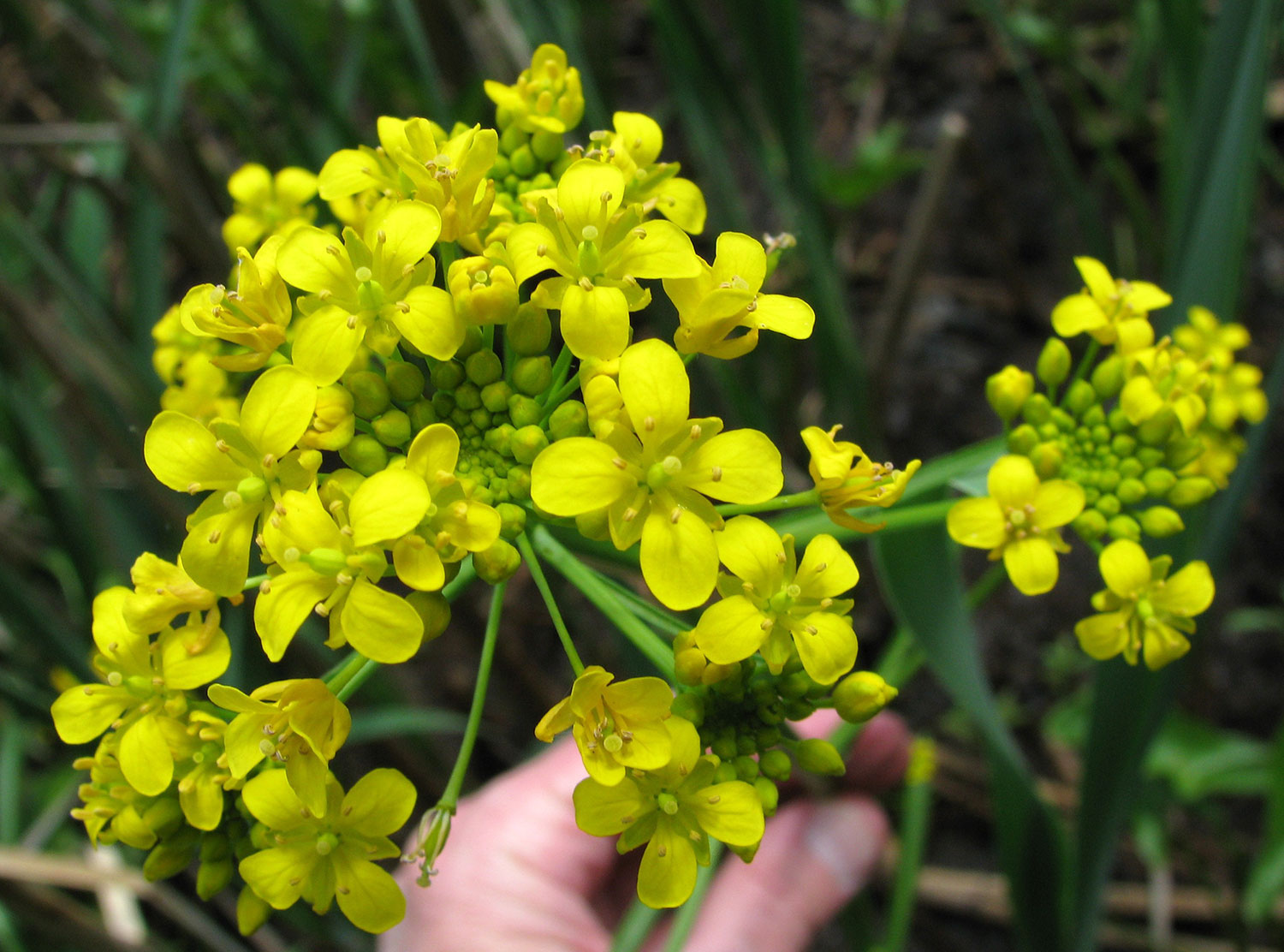 Great Yellow Cress flowers