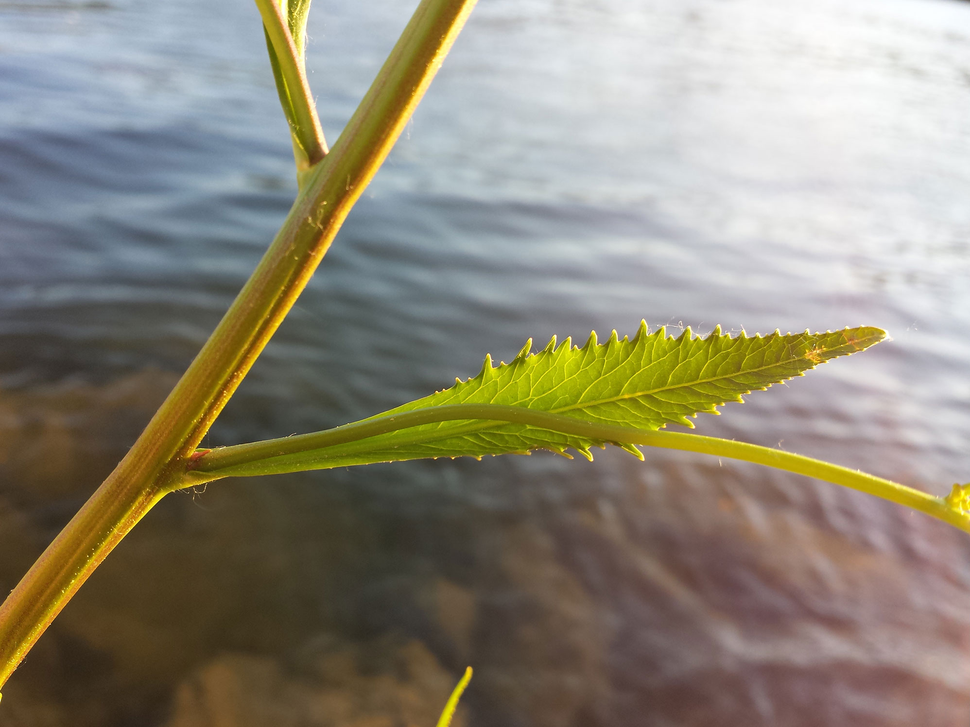 Great Yellow Cress--single leaf