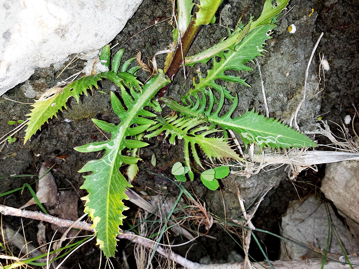 Great Yellow Cress basalleaves