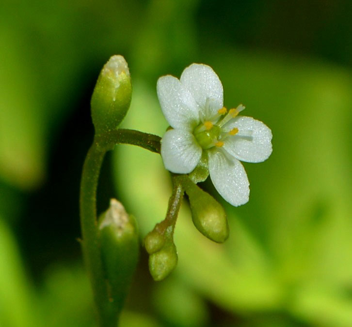 Spatulate-leaved Sundew blossom