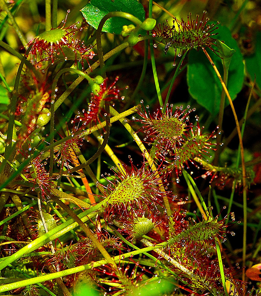 Spatulate-leaved Sundew