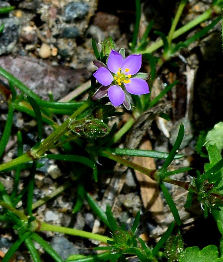 Pink (Red) Sand-spurrey