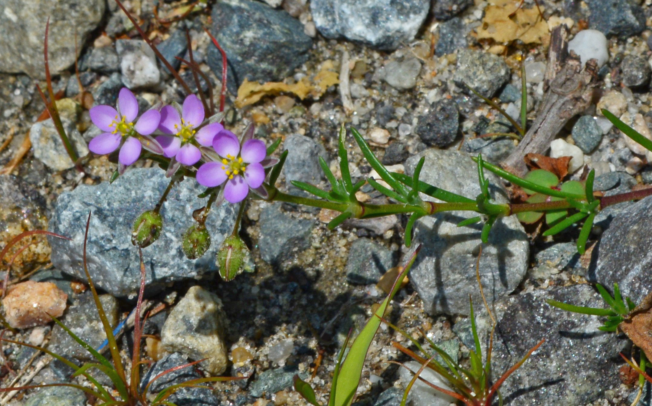 Pink (Red) Sand-spurrey