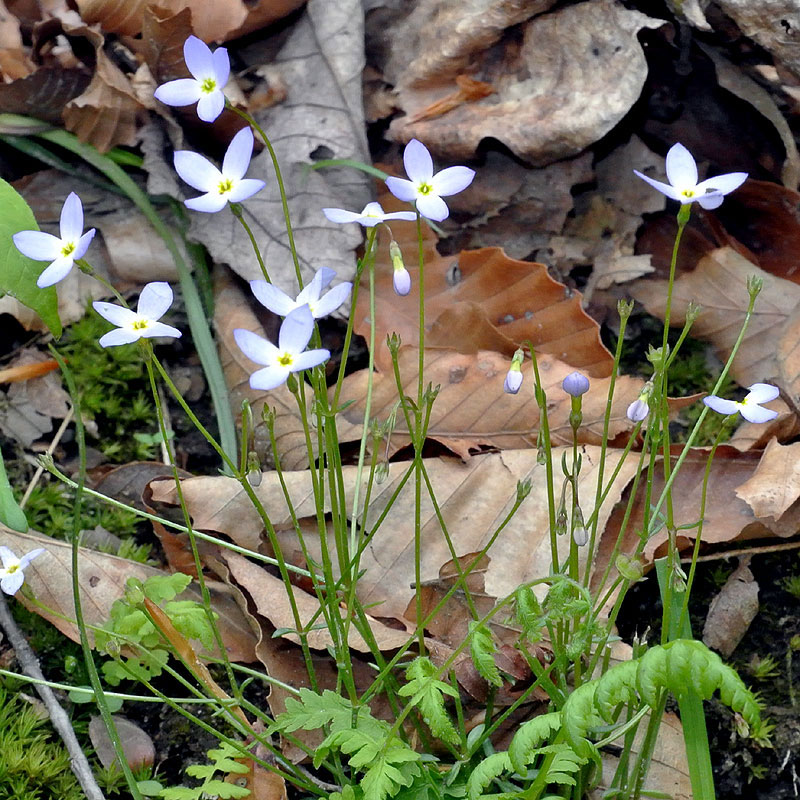 Bluets