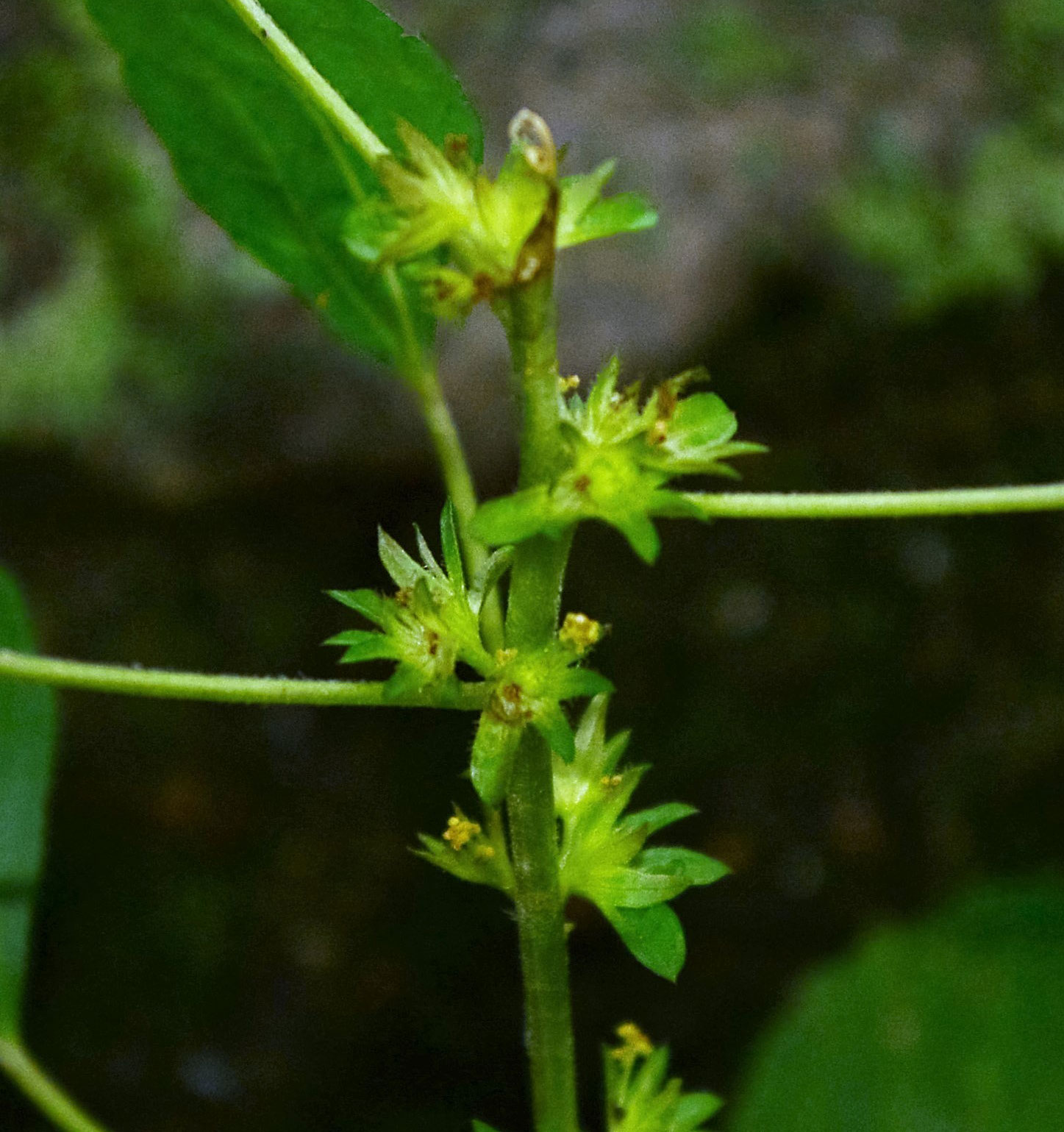 Three-seeded Mercury closeup 