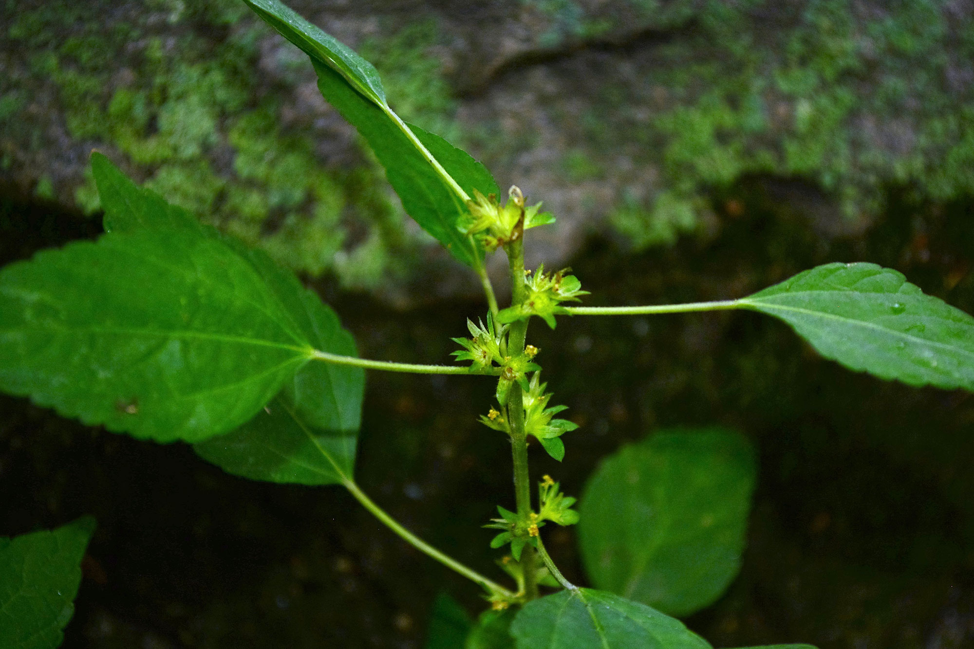 Three-seeded Mercury flower stalk