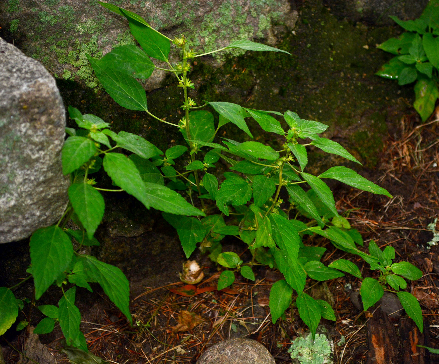 Three-seeded Mercury plants