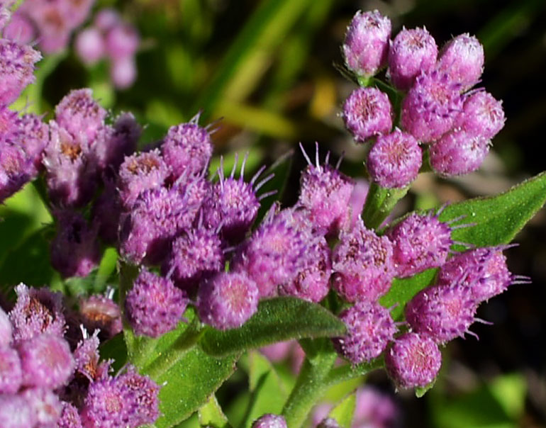 Salt Marsh Fleabane CLOSE-UP