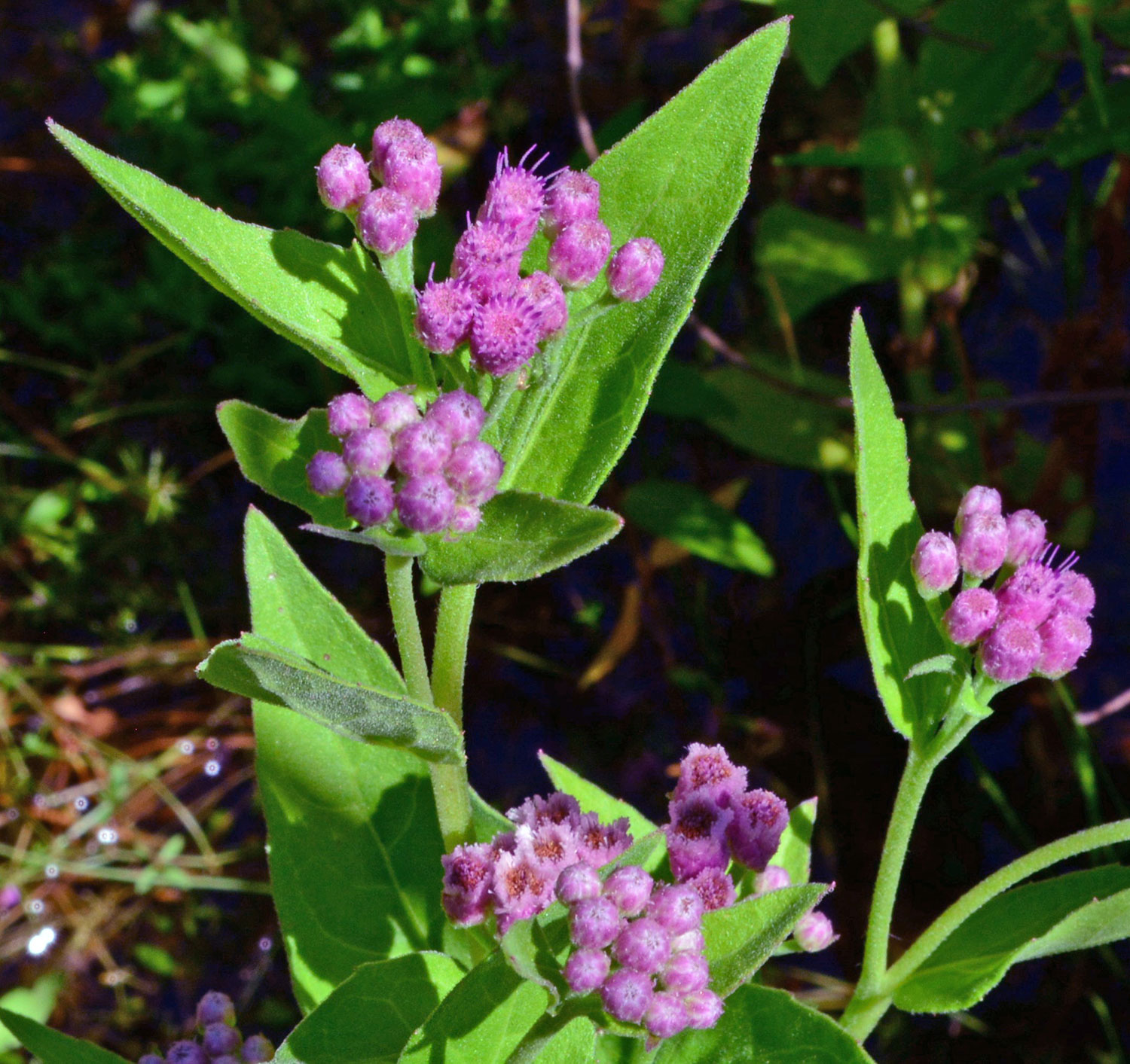 Salt Marsh Fleabane FLOWEWR HEAD