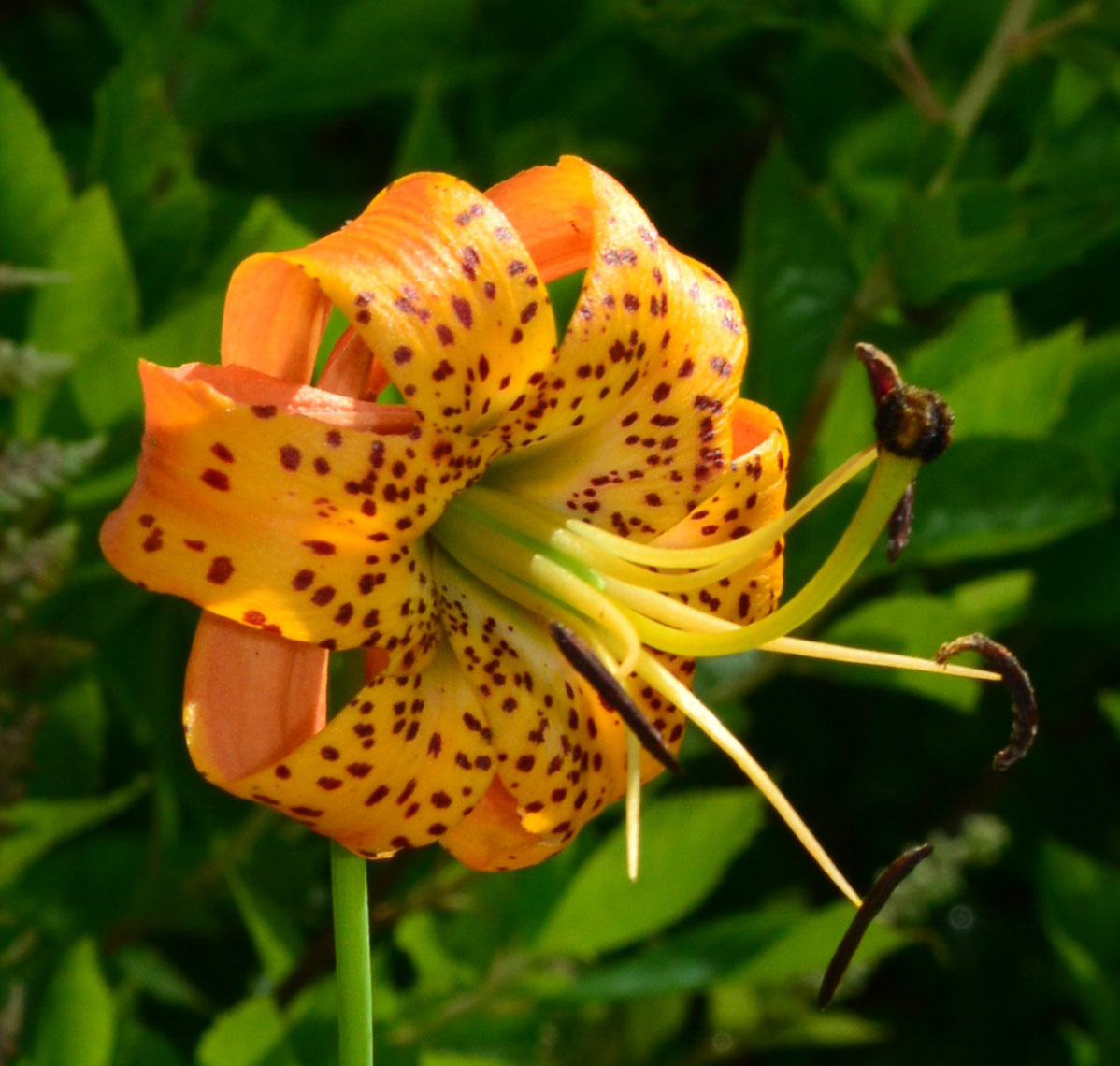 Turks Cap Lily blossom