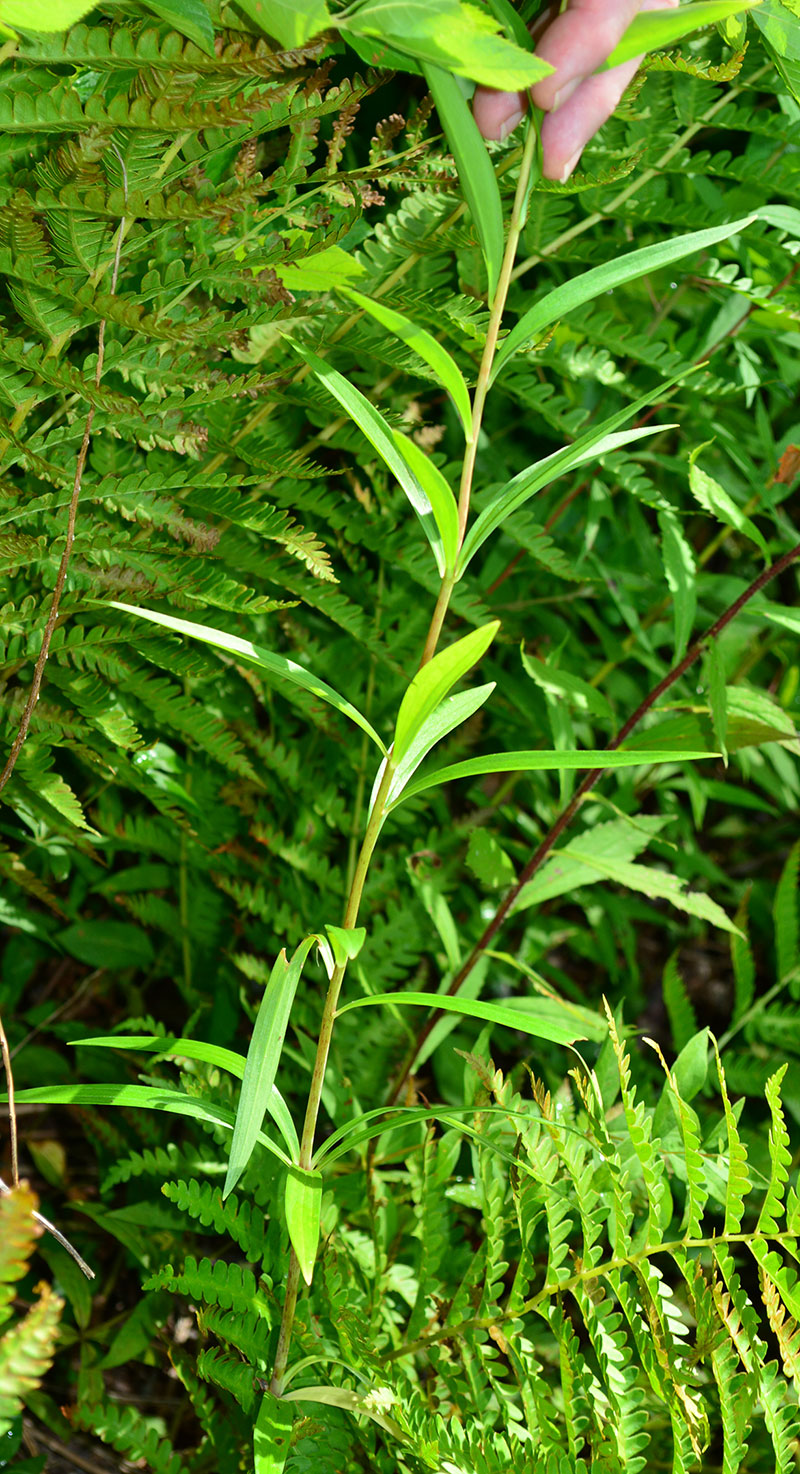 Turks Cap Lily--plant
