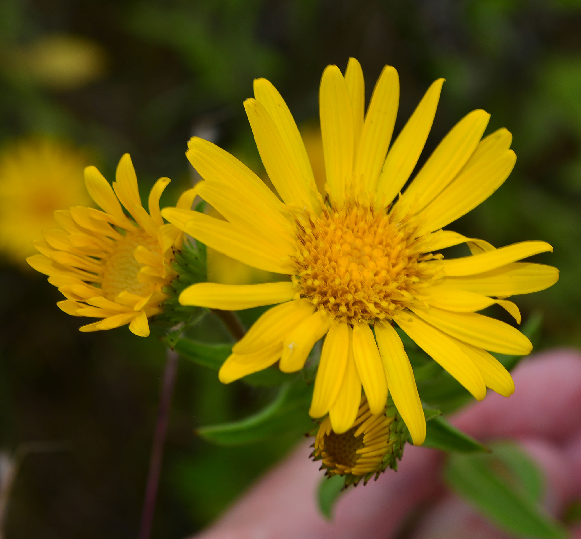 Camphor False Golden-Aster, Camphorweed flowers