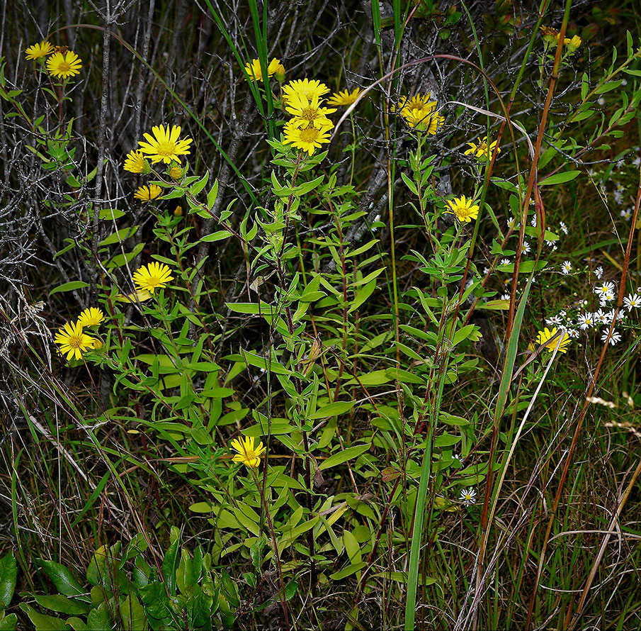 Camphor False Golden-Aster, Camphorweed plant
