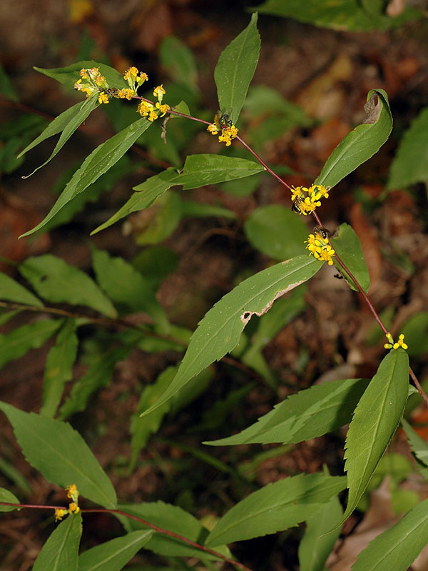 Wreath Goldenrod flowers