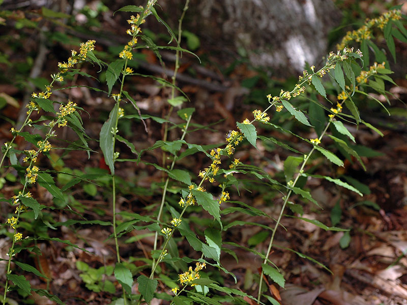 Wreath Goldenrod flower stalks