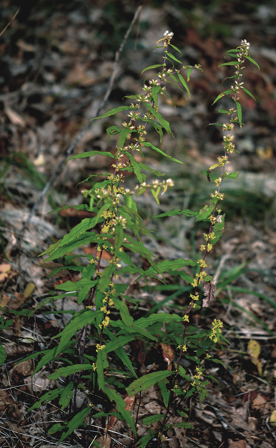 Wreath Goldenrod plant
