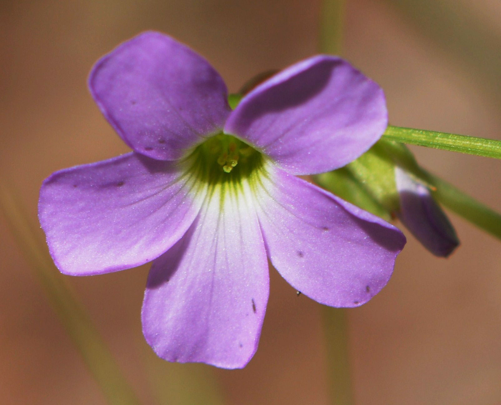 Violat Wood Sorrel blossom