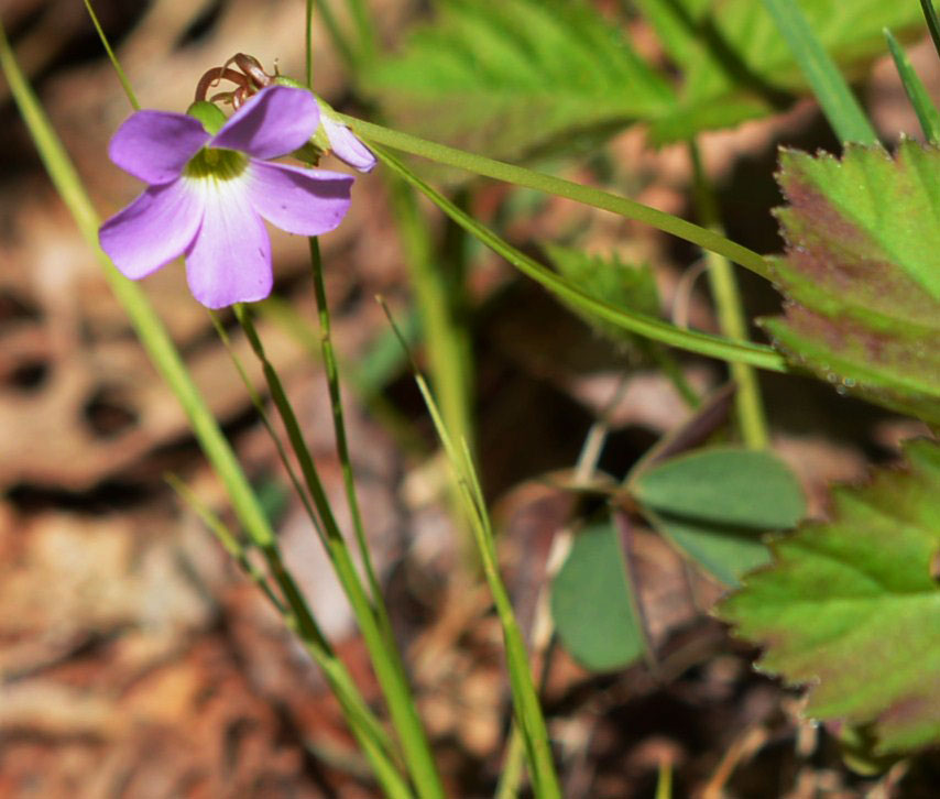 Violet Wood Soorel Flower stalk