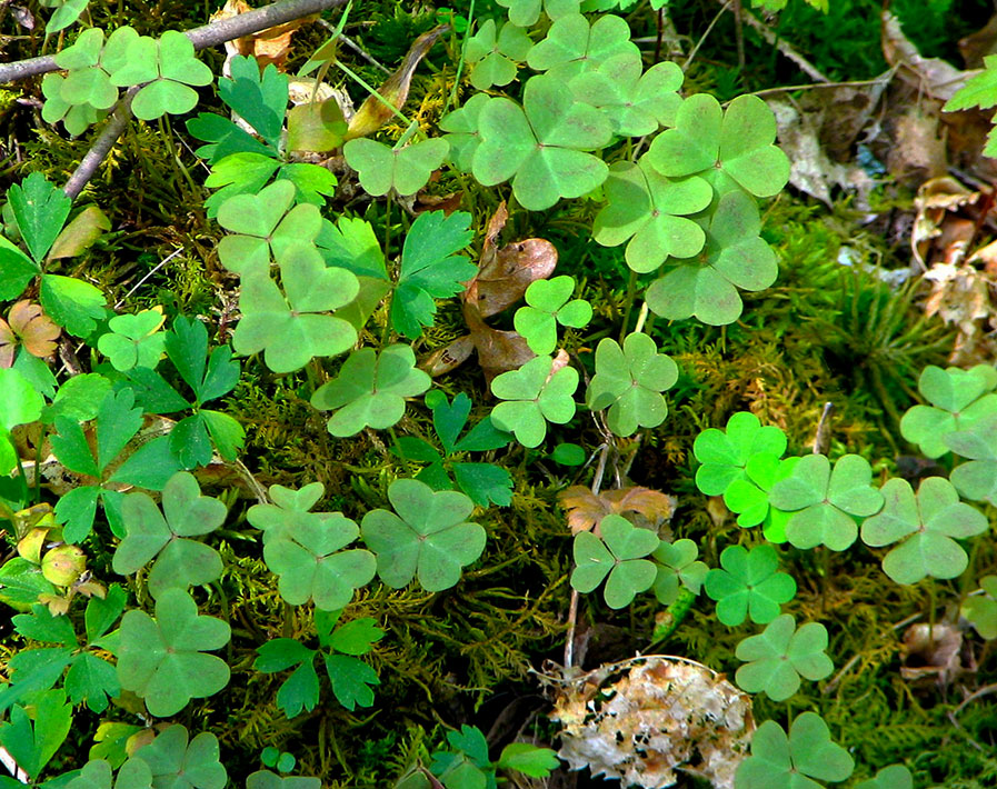 Violet Wood Sorrel plant
