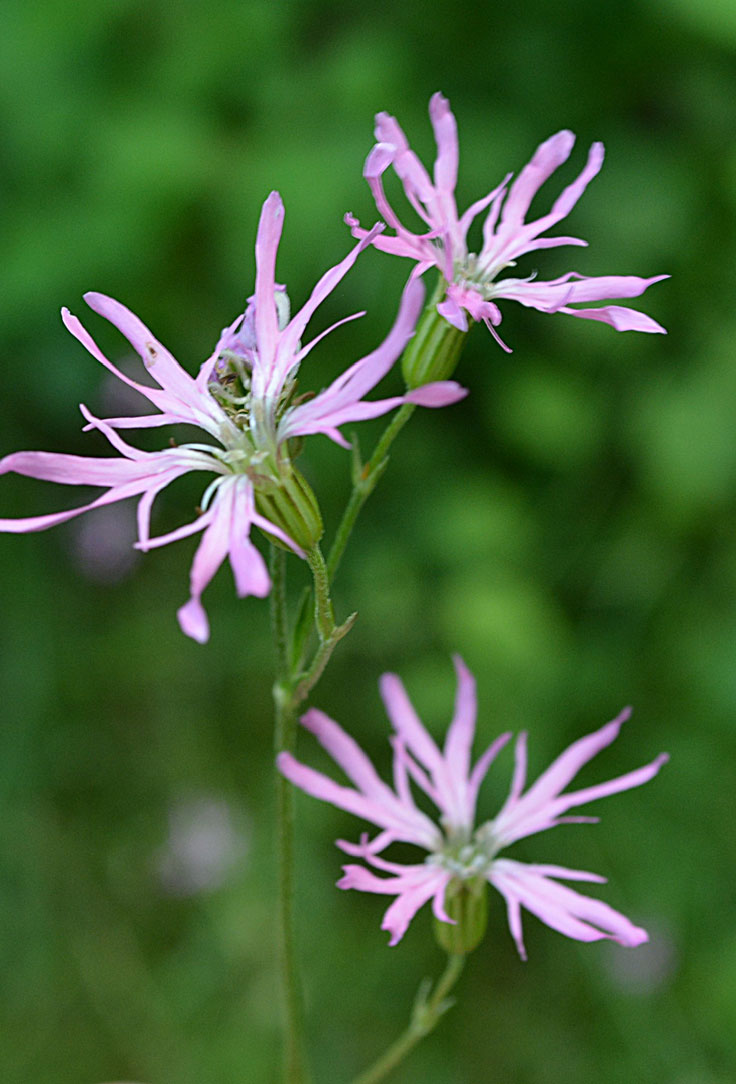 Ragged Robin  --close up of flowers