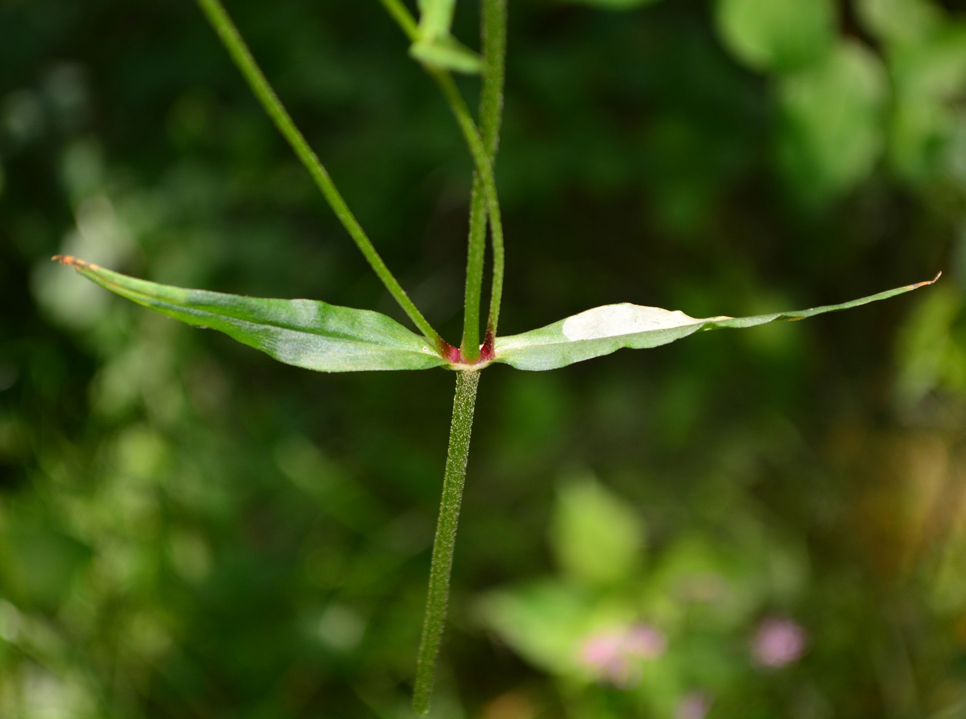 Ragged Robin  leaves