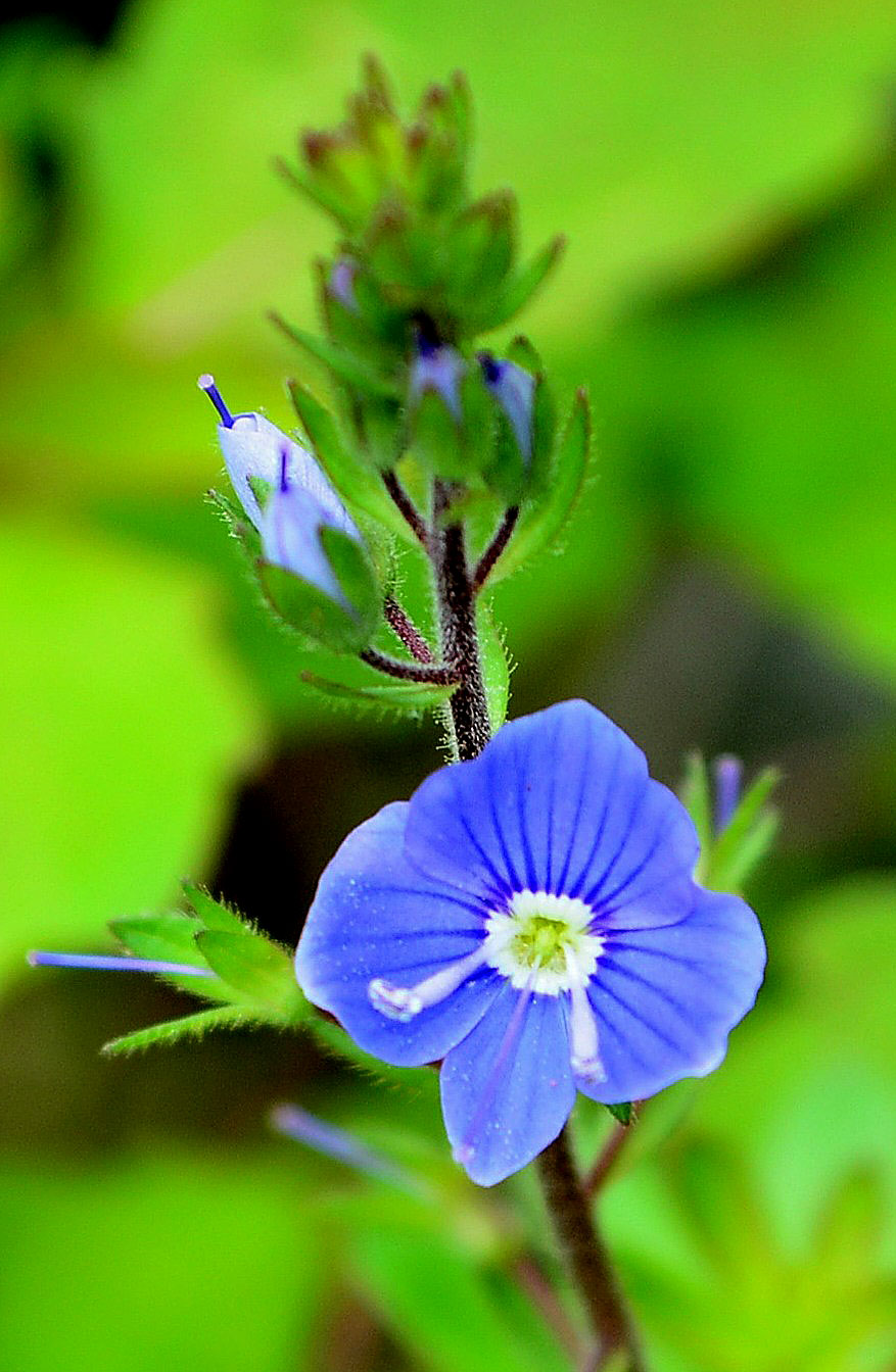Birds Eye Speedwell