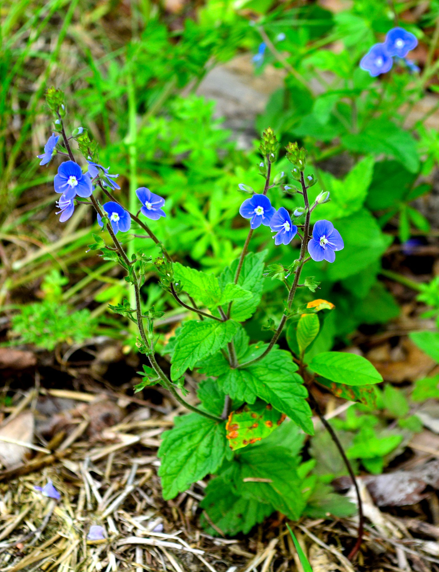 Birds Eye Speedwell