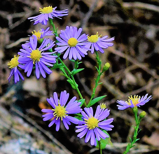 Smooth Aster flowers
