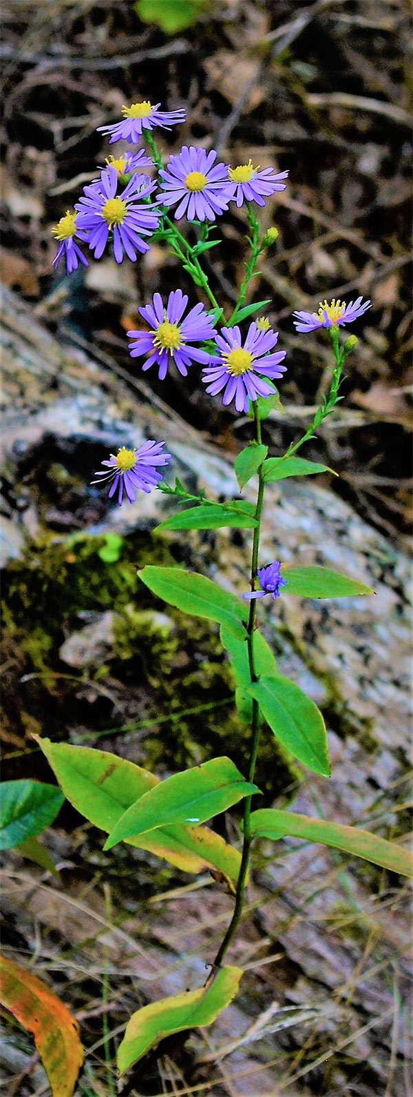 Smooth Aster plant