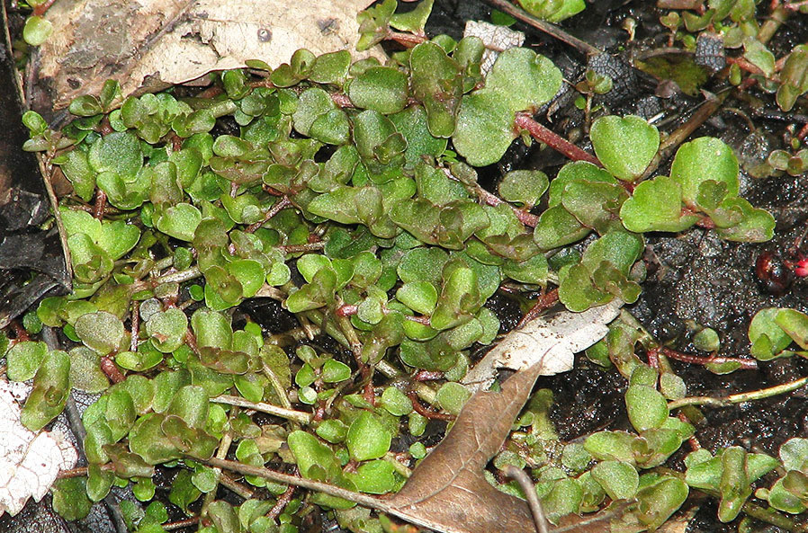 May 2017 mystery plant