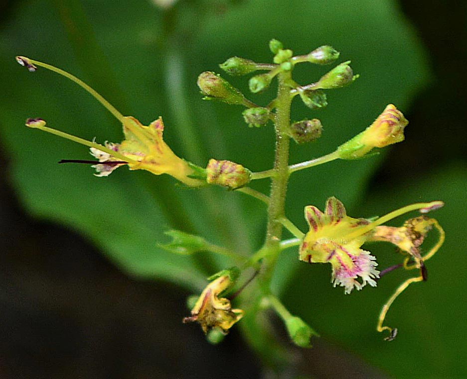 Northern Horse Balm  Blossom