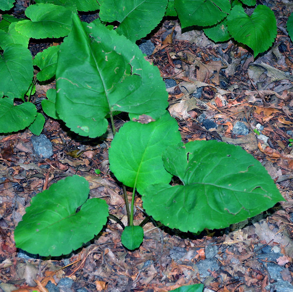 Large-leaved Aster plant