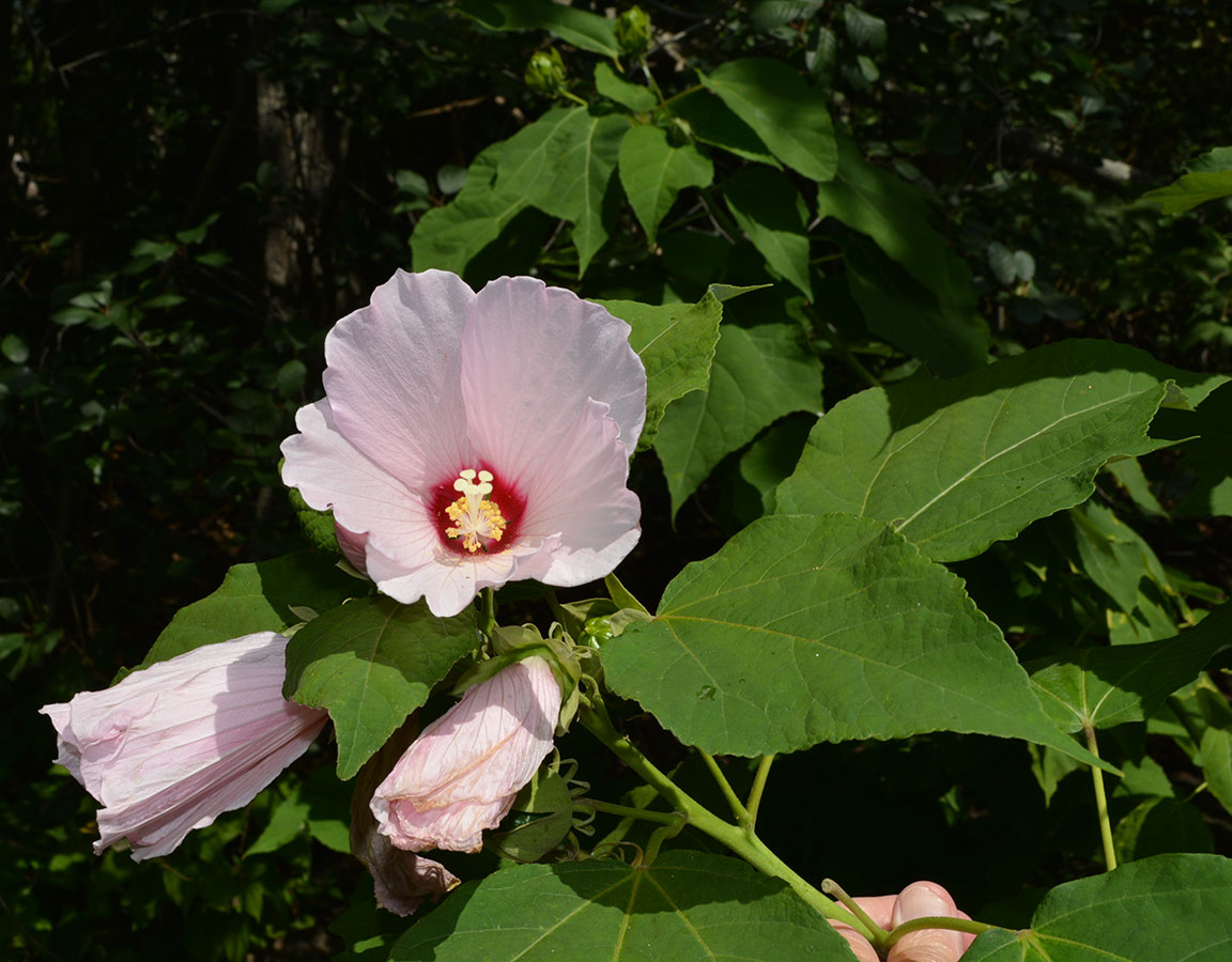 Rose mallow Blossom