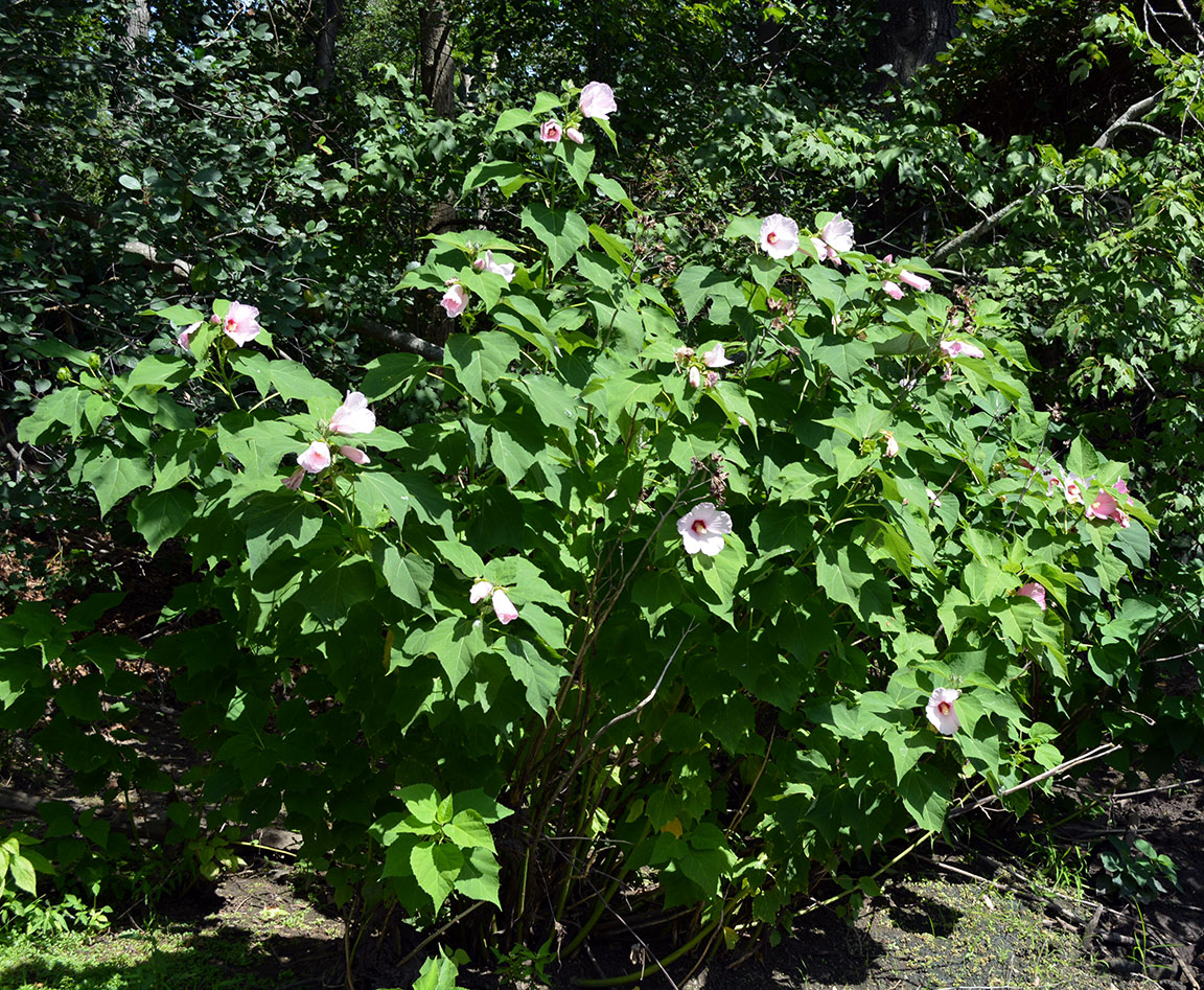 Rose Mallow Plant