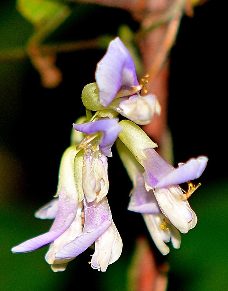 Hog Peanut flowers