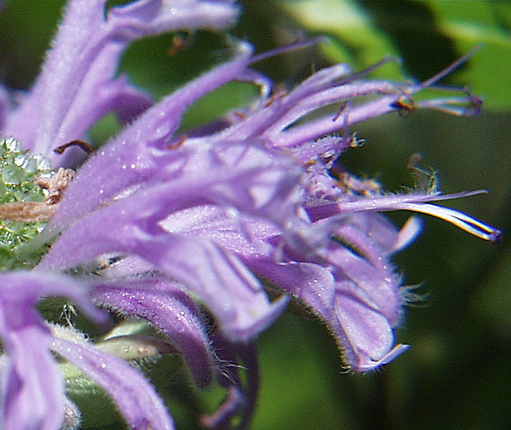 close up of flower structure