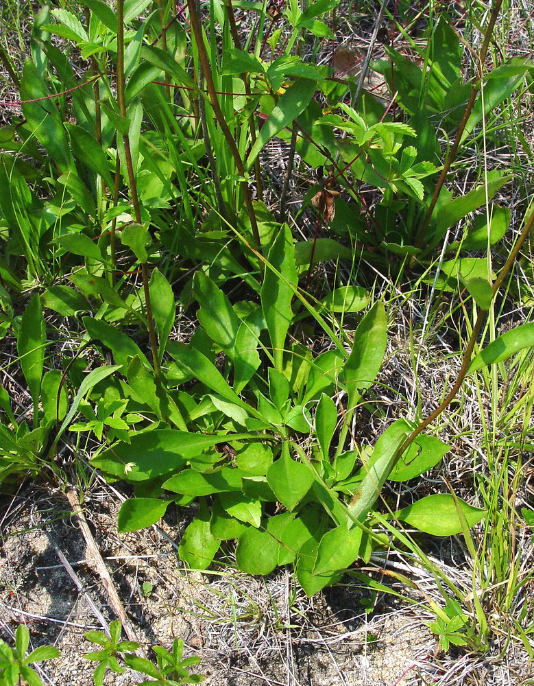 Toothed White-topped Aster basal leaves