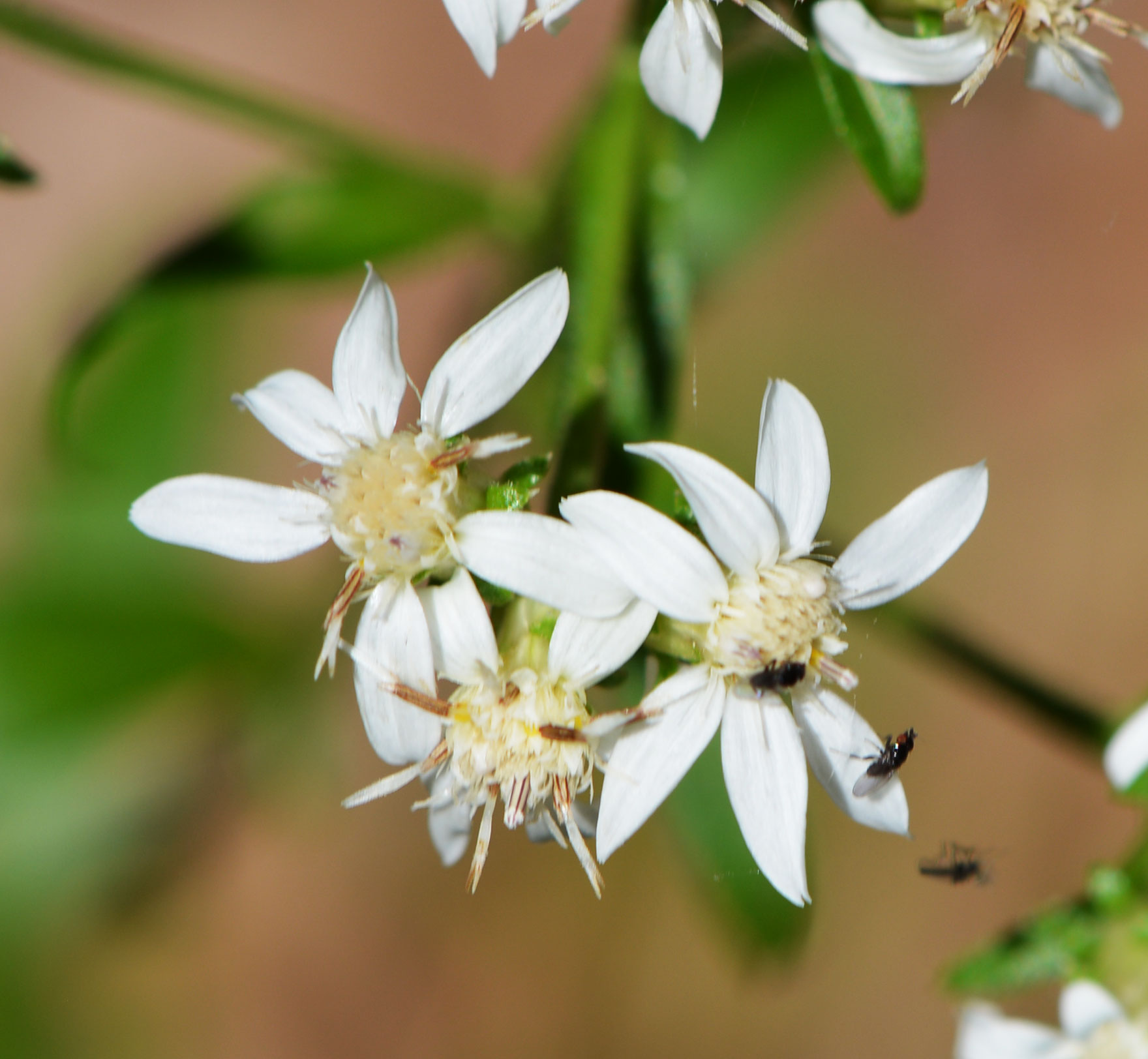Toothed White-topped Aster  with pollinators