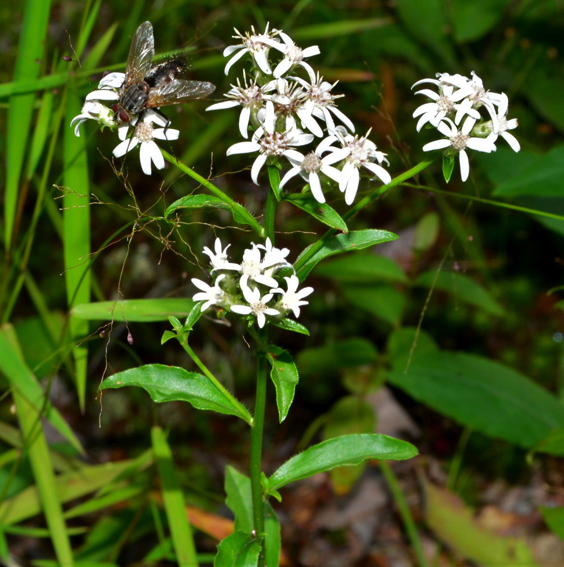 Toothed White-topped Aster  flower stalk