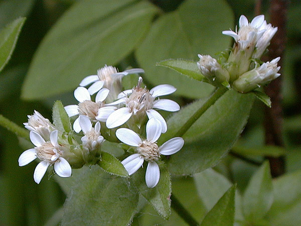 Toothed White-topped Aster  close up of flowers