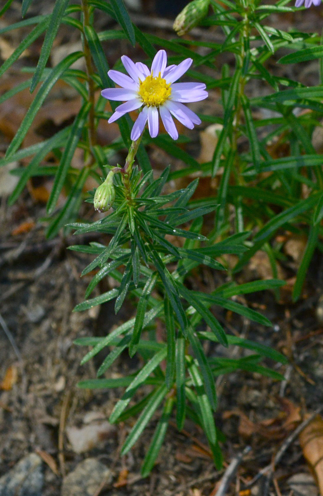Stiff Leaved Aster