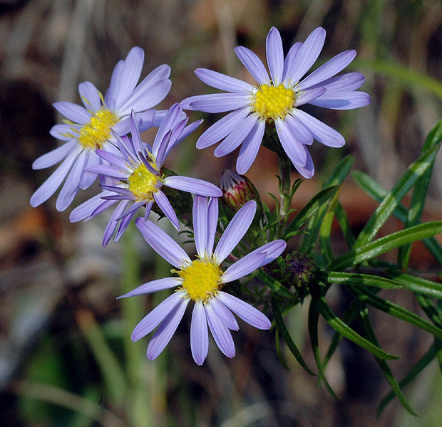Stiff Leaved Aster