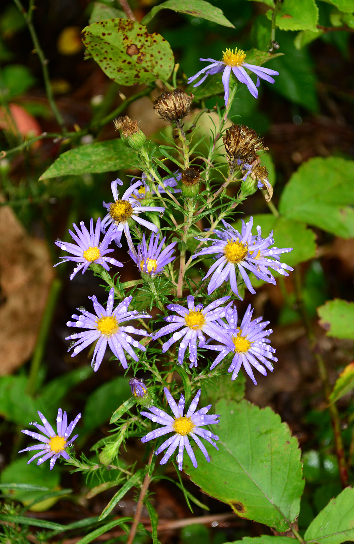 Stiff Leaved Aster