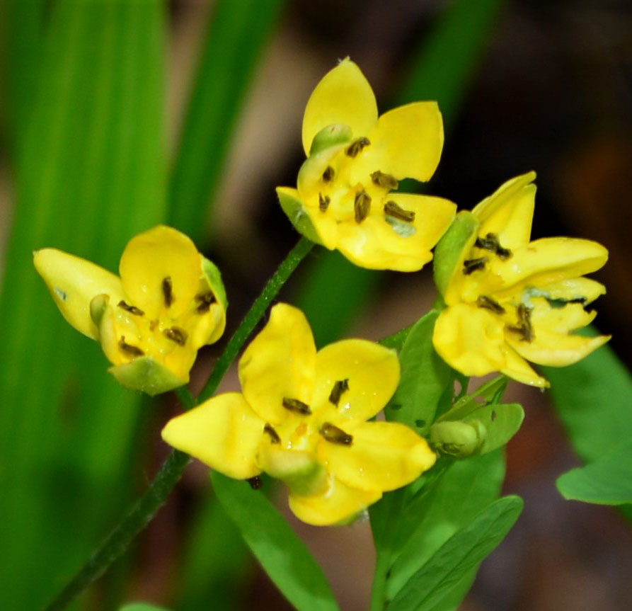 Yellow Star Grass flower stalk