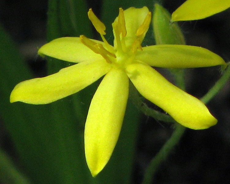 Yellow Star Grass close-up