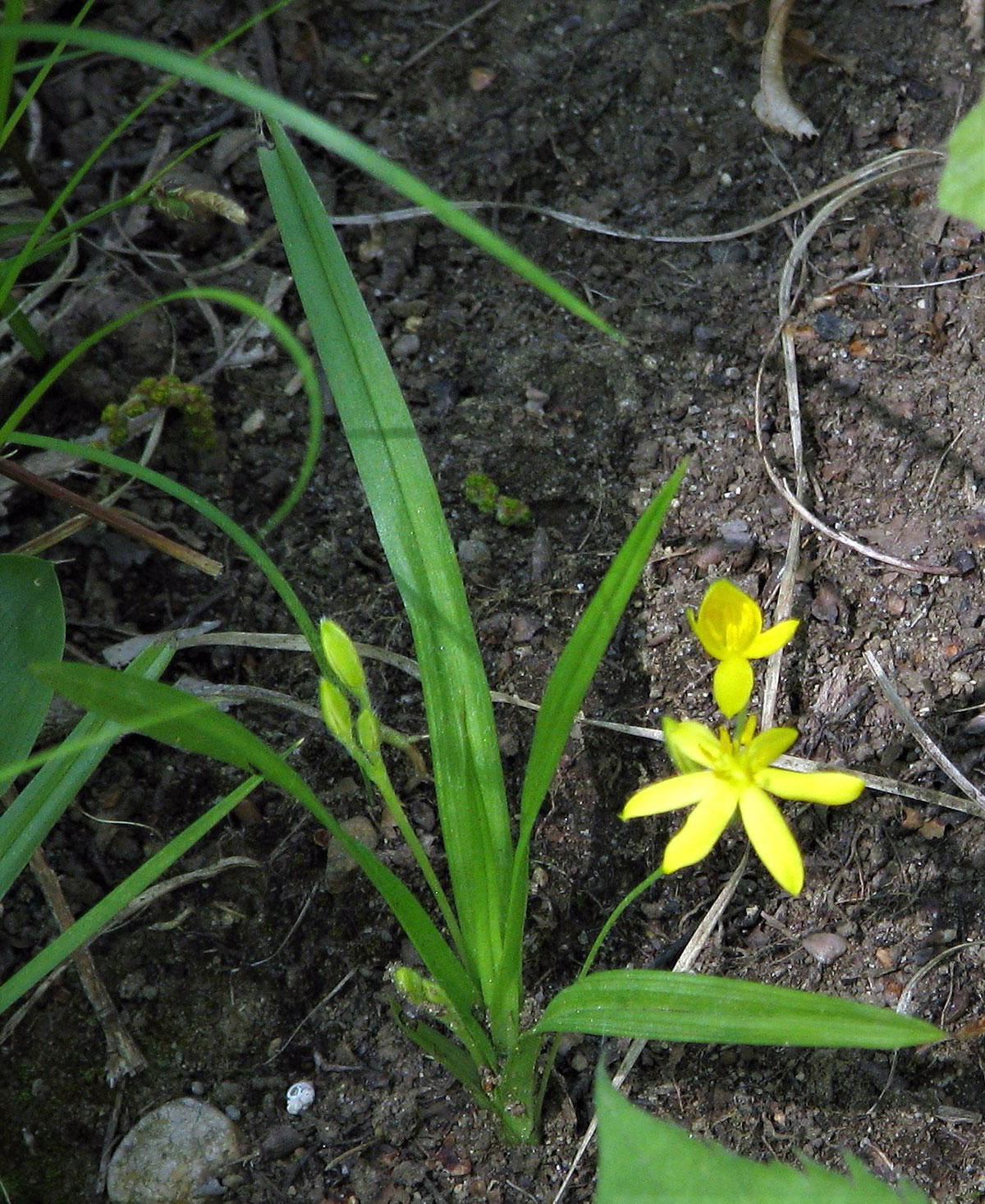 Yellow Star Grass plant